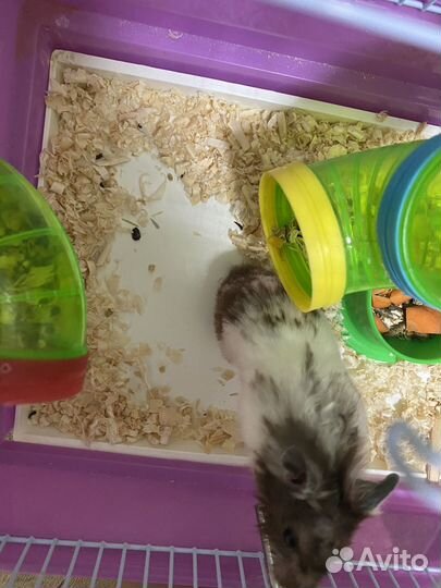 Сирийский хомяк с клеткой