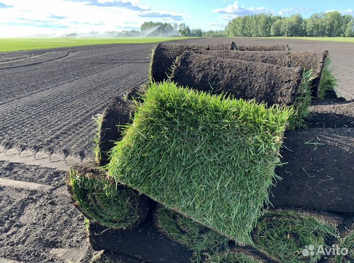 Рулонный газон/продажа