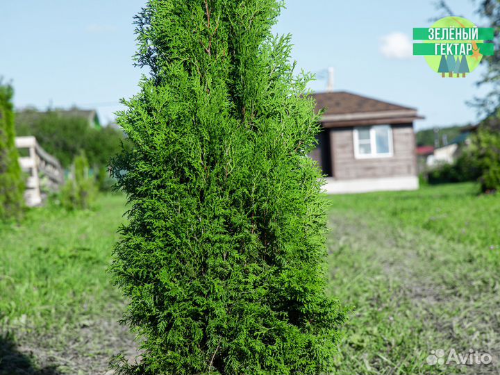 Туя колумна 160 см свежая копка 2023
