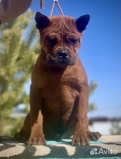 Китайский чунцин