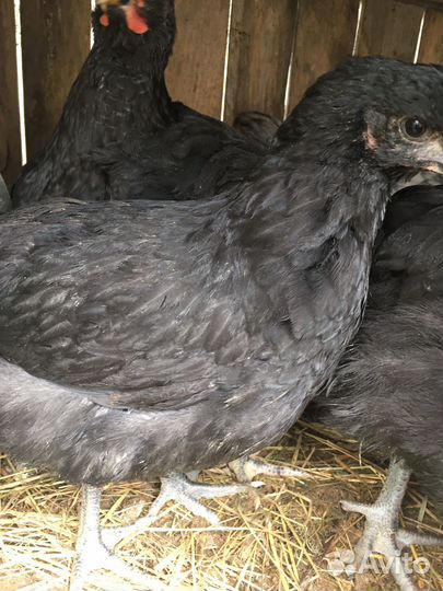 Инкубационное яйцо кур Джерсийский гигант