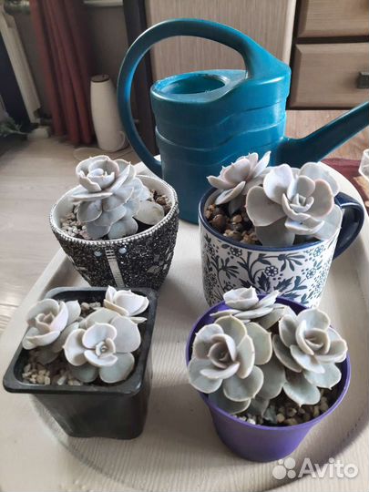 Суккуленты