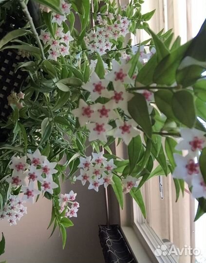 Хойя комнатное