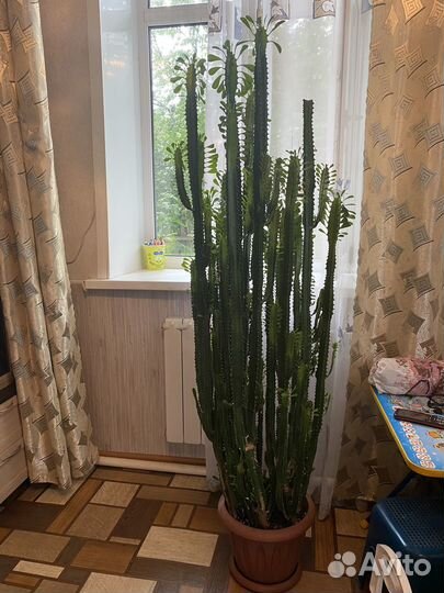 Молочай кактус