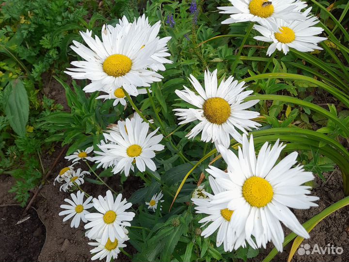 Нивяник- ромашка и другие многолетники