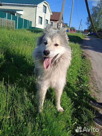 Балу в поисках семьи