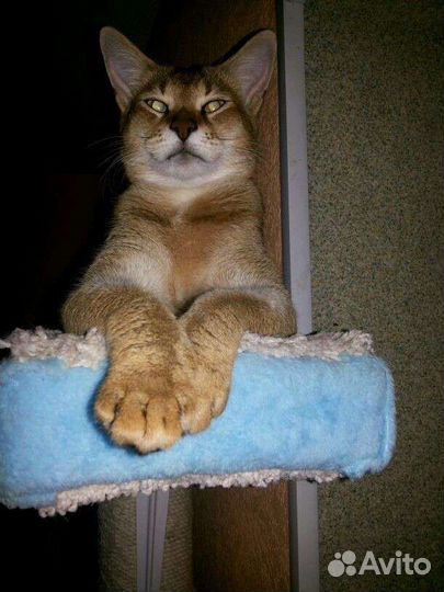 Котята чаузи