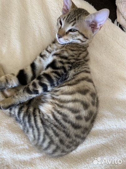 Бенгальская