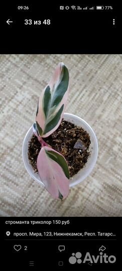 Комнатные растения