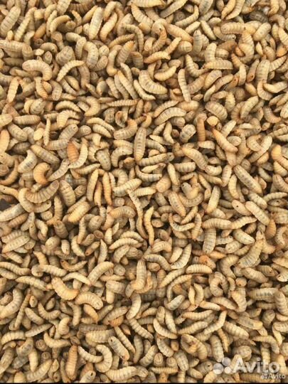 Личинки мухи черной львинки