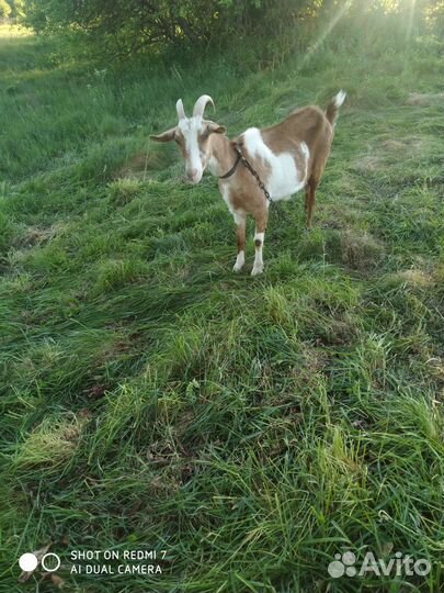 Коза с козлятами