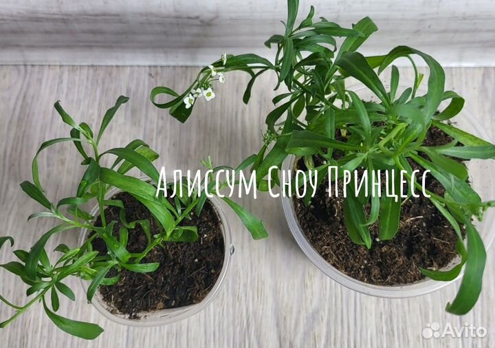 Рассада, черенки петунии и ампельных садовых