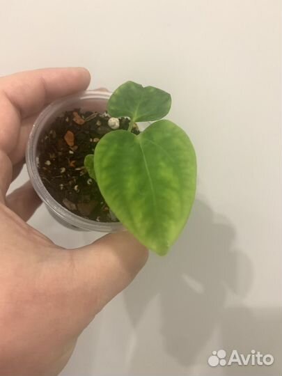 Антуриум гибрид