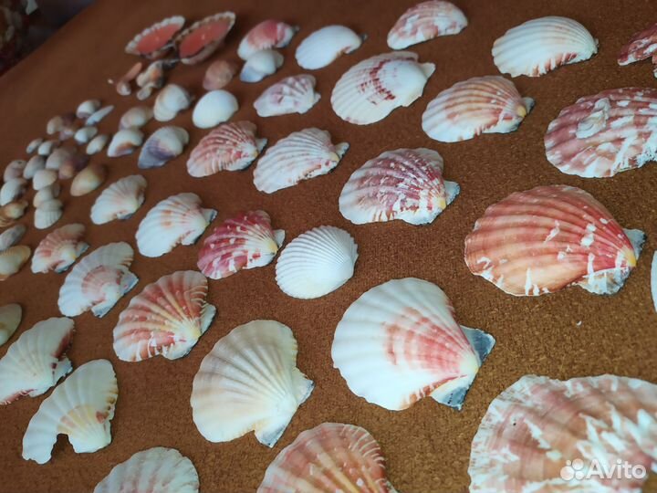 Морские ракушки