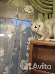 Шотландский кот вязка