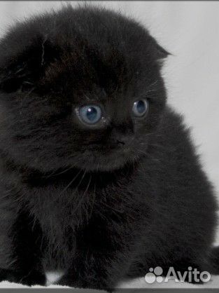 Вислоухие котята