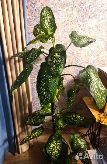 Диффенбахия