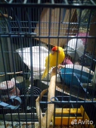 Попугай какарик мальчик