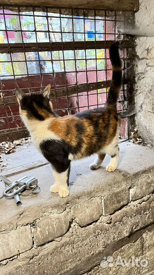 Выбросили кису