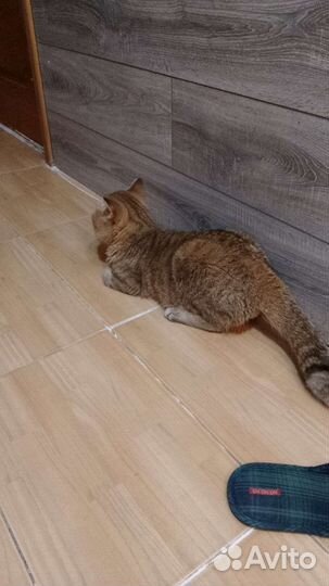 Кот в дар бесплатно