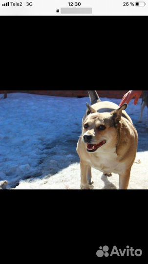 Собака бесплатно