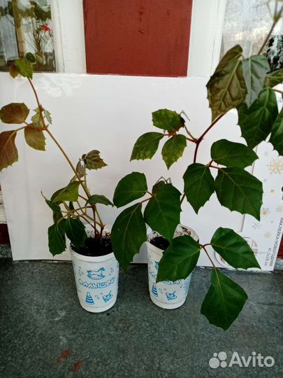 Березка /циссус