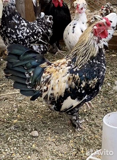 Куры бентамки