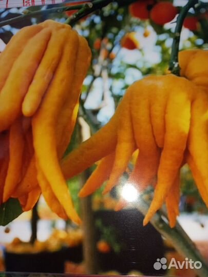 Цитрусовые растения