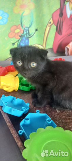 Котята от сиамки