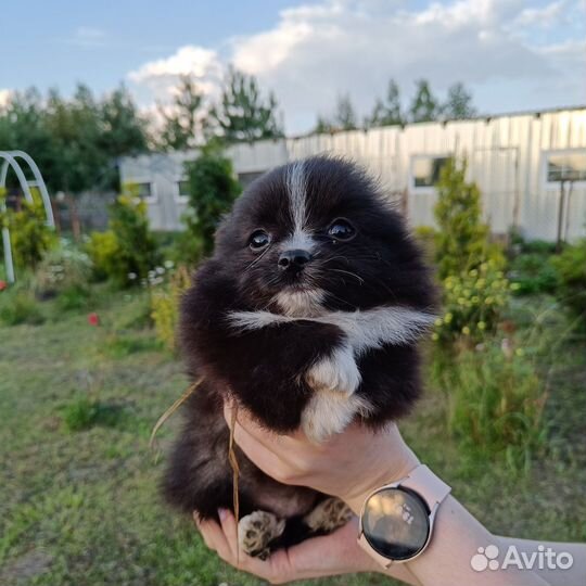 Шпицули
