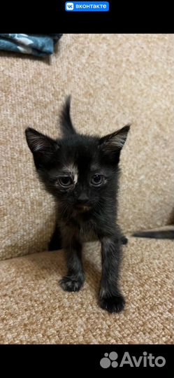 Котята в добрые руки приучены к лотку