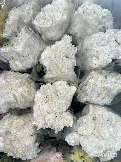 Гвоздики оптом