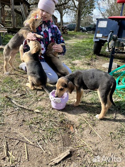 Русская гончая