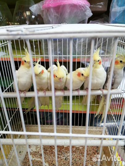 Попугай карелла нимфа, розелла,ручная волна