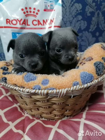 Щенки чихуахуа