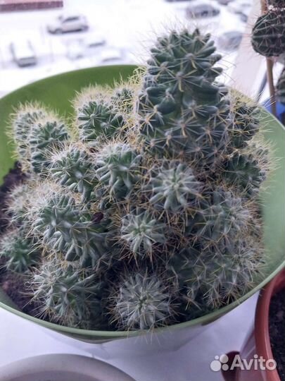 Кактус цветущий и не цветущий