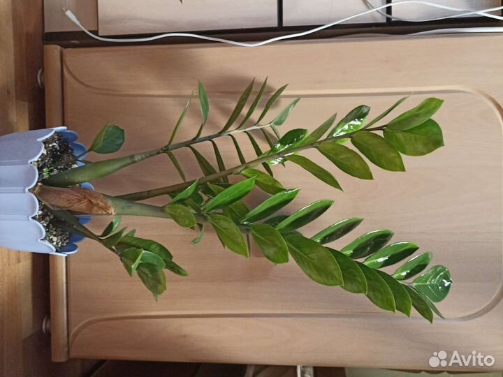 Замиокулькас, фикус