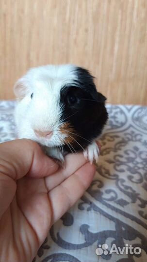 Морские свинки цветной крестед