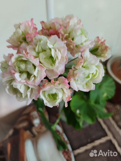 Хризантемы сортовые