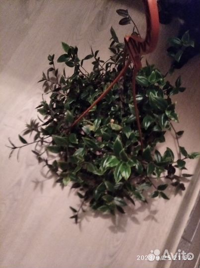 Традесканция белая невеста