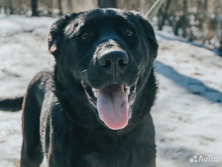 Шикарная собака подросток