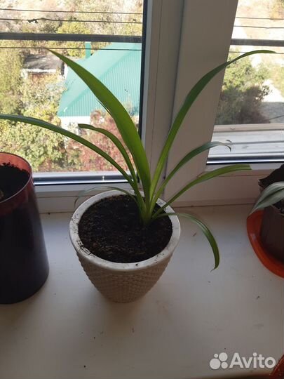 Комнатные растения