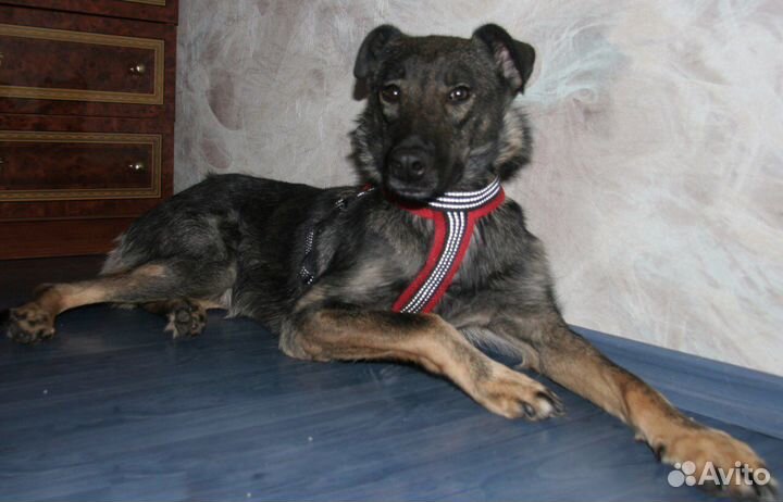 Собака Тая ждет семью