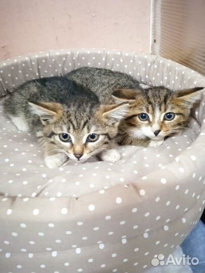 Котенок девочка