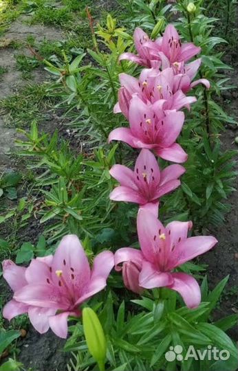 Тюльпаны, мускари,аквилегия, лилии луковицы