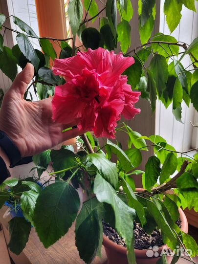 Гибискус красный махровый (китайская роза)
