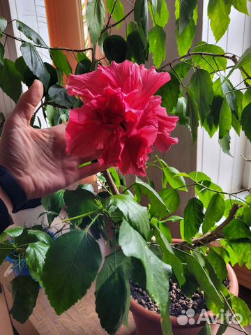 Гибискус красный махровый (китайская роза)