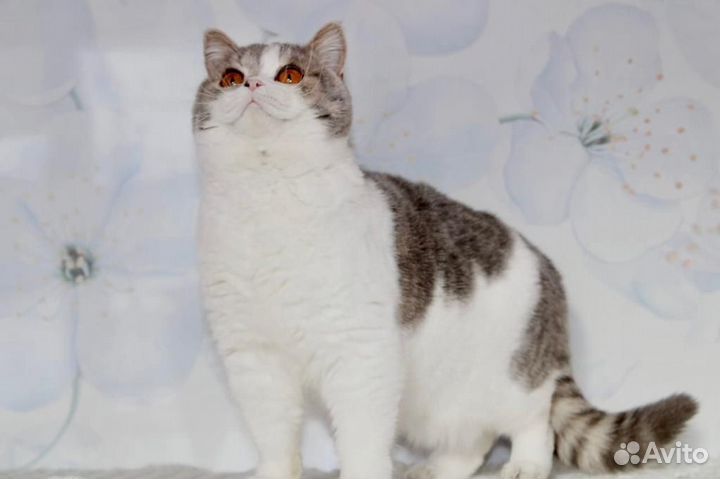 Британская кошечка