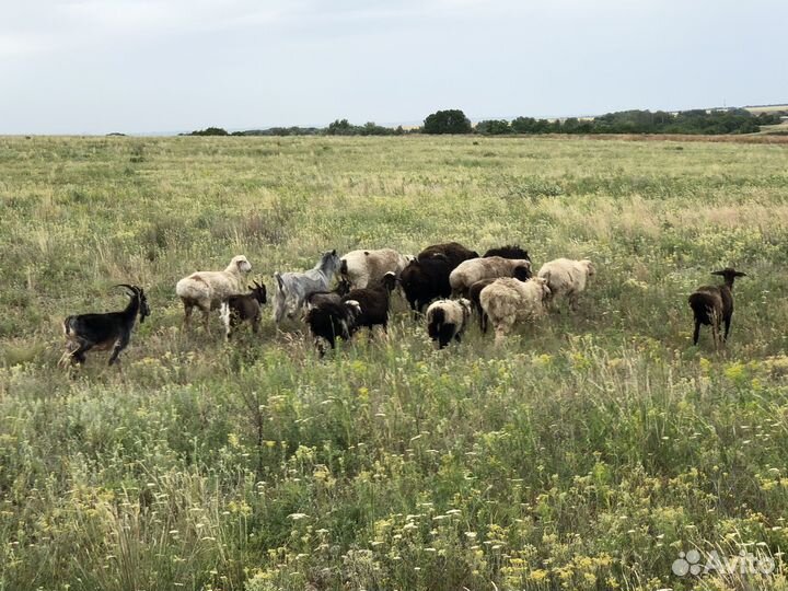 Бараны Эдильбай 11шт