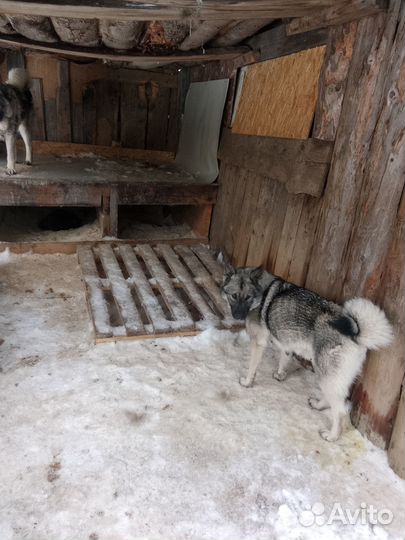 Норвежская лосиная лайка-элькхунд серый